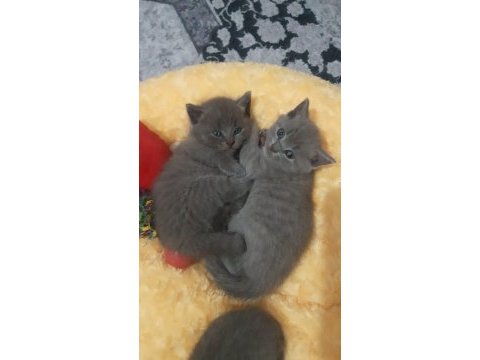 British shorthair gri yavrular