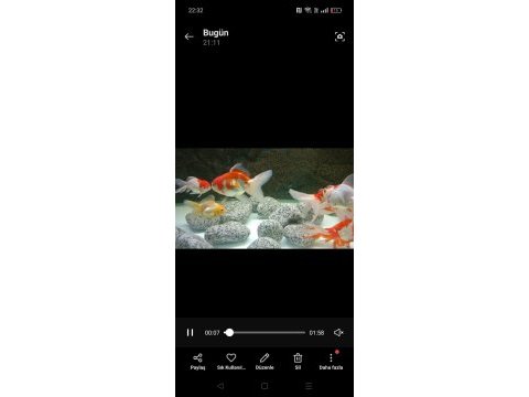 Pasifik petshop dan xxl orando japonlar