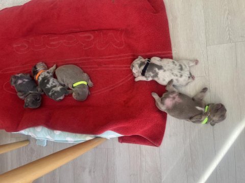 Saf kan french bulldog yavruları
