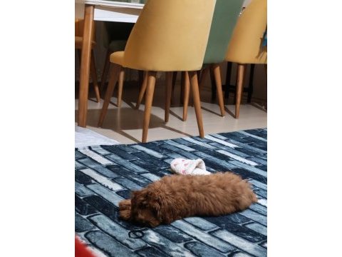 Dünya tatlısı şeker gibi toy poodle