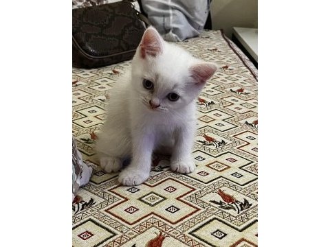 Safkan british shorthair yavrularım teslime