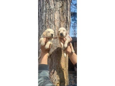 2 aylık golden retriever yavrularım
