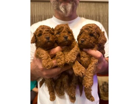 Evimden orjinal toy poodle