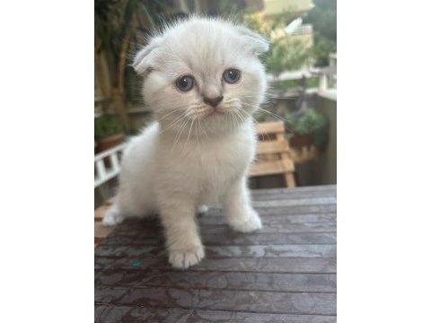 Güzel prensesimiz scottish fold blue point yuva arıyor