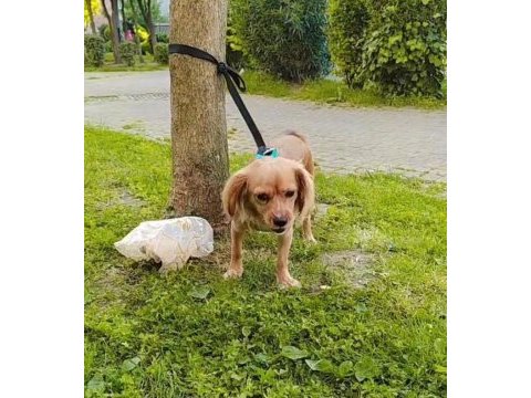 Ücretsiz sahiplendirmek istanbul içi cavalier king charles