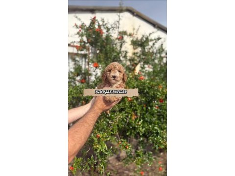 Sevimli ırk toy poodle
