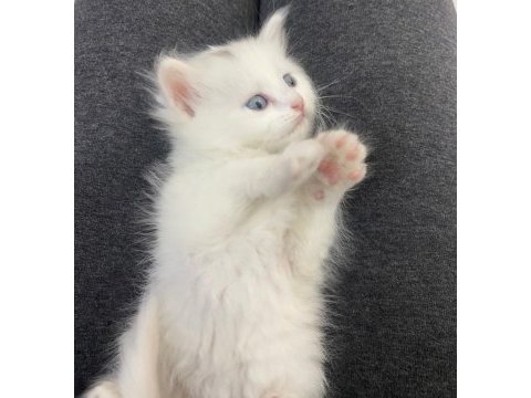 Scottish fold kedimiz
