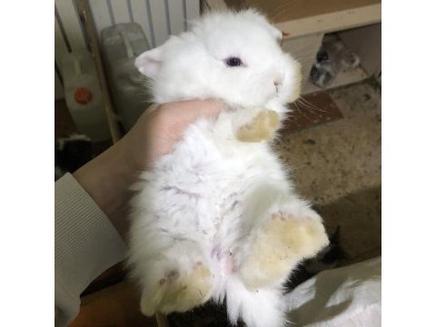 Saf kan hollanda lop tavşanlar