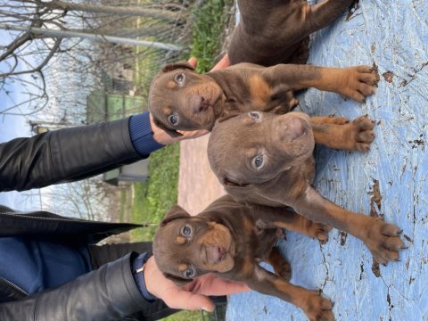 Doberman kızıl ve siyah yavrularım
