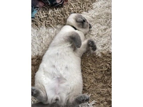 Scottish fold kedim oscar