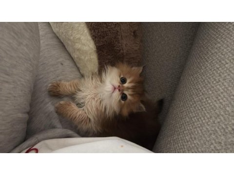 Golden british longhair son yavru