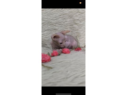 Naked beauty sphynx cattery