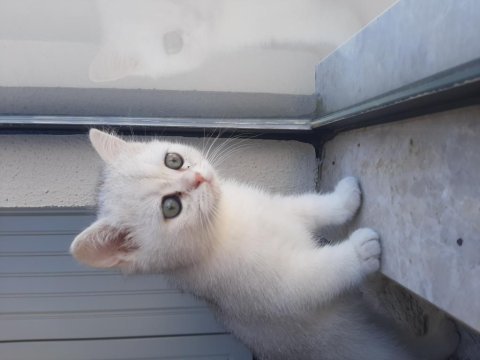 British shorthair