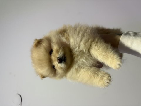 1 aylık pomeranian boo bebeklerimiz