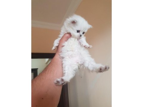 Scottish fold m beyaz mavi gözlü yavrular