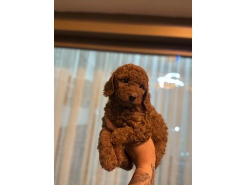 Orijinal toy poodle