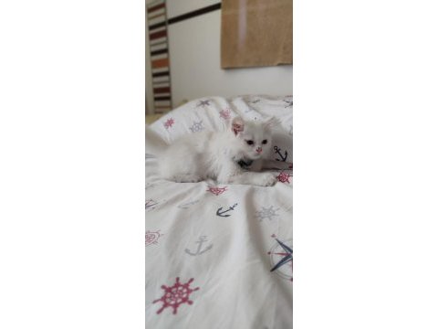 2 aylık british longhair gayet sağlıklı sorunsuz