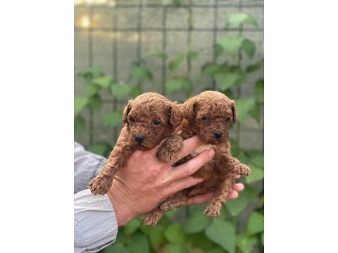 Irk garantili poodle bebeklerimiz için geç kalmayın