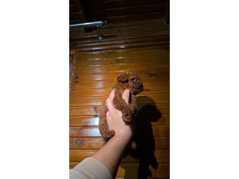 Kore kan toypoodle 
