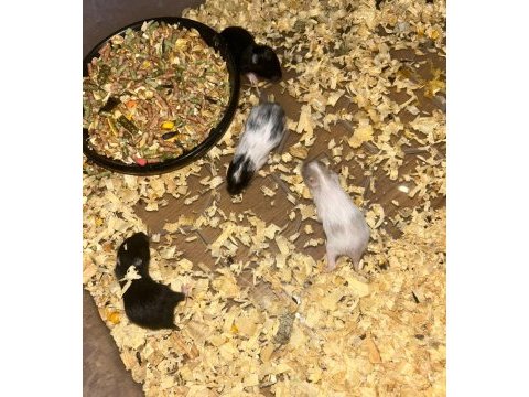 Siyah minik kömür hamster yavrularımız