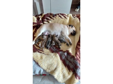 Pug mops yavru