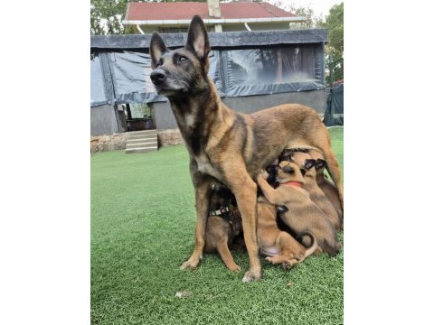 Şampiyon kan hattından geleceğin çalışma köpekleri