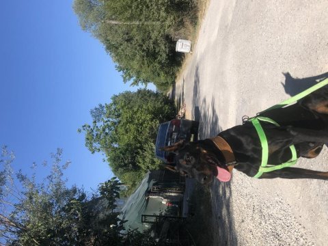 Full estetikli eğitimli doberman