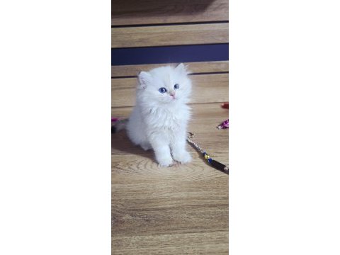 British shorthair harika bebekler