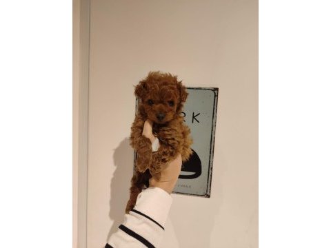 Kilo ve boy garantili poodle yavrularım