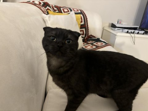 Scottish fold kedimize yuva arıyoruz