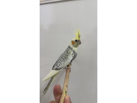 Sultan papağanlar sahiplendirilecek