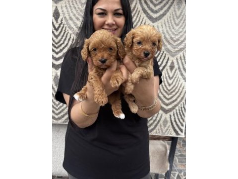Ufacık maltipoo yavrularım