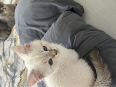 Renkleri güzel kedilerim