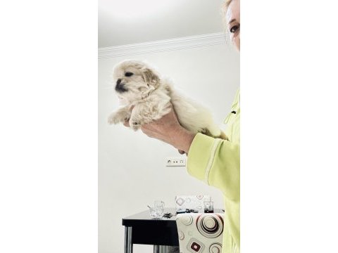 Pamuk prenses köpeğimiz
