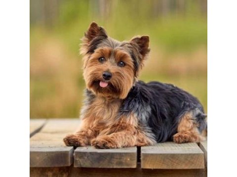 Orjinal yorkshire terrier yavruları 3 erkek 1 dişi