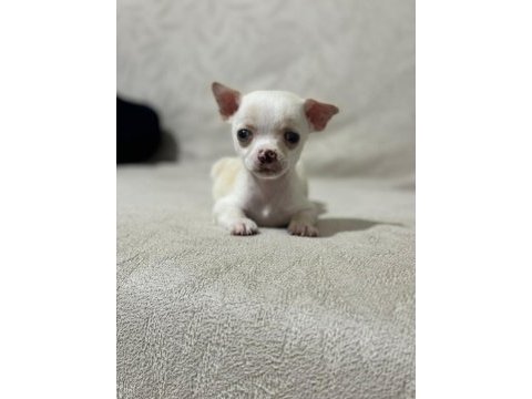 Şivava köpeğimiz 3 aylık aşıları tam
