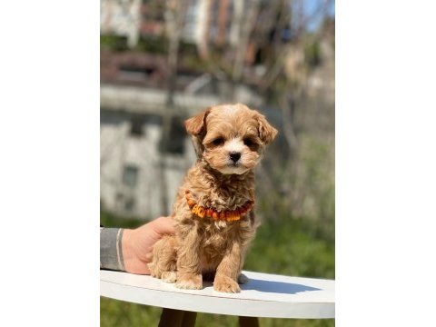 Sevimli maltipoo yavrular