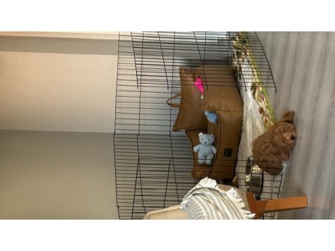 3 aylık yavru toy poodle köpeği