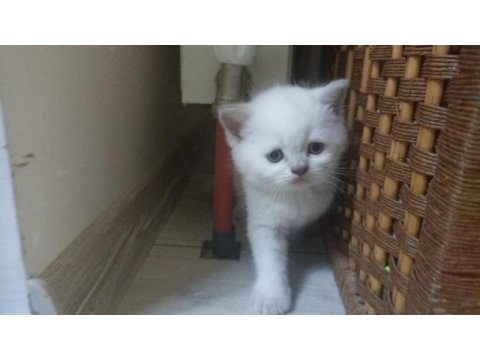 British shorthair blue point yavruları