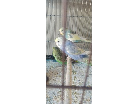 Yeni yeme inmiş bebek muhabbetler