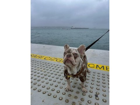 French bulldog oğluma dişi arıyorum