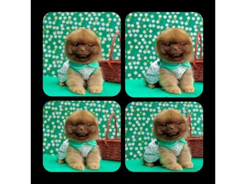 Pomeranian boo dişi yavru köpeğimiz