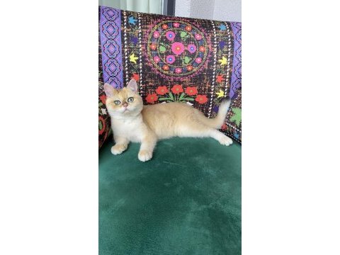 A kalite golden yavru kedimiz