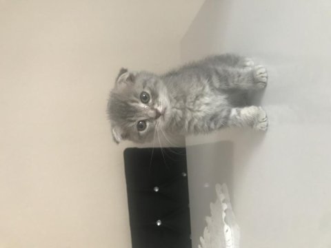 1.5 aylık dişi acil scottish fold