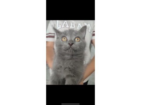British shorthair kızımıza yuva arıyoruz