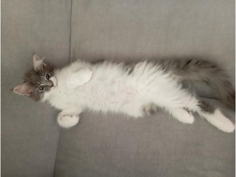 Nazik maine coon devler yuvasını arıyor