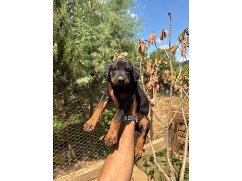 Doberman köpeği yavrularımız