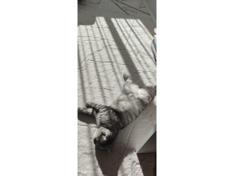 Ücretsiz 2 yaşında kısır dişi kedimiz