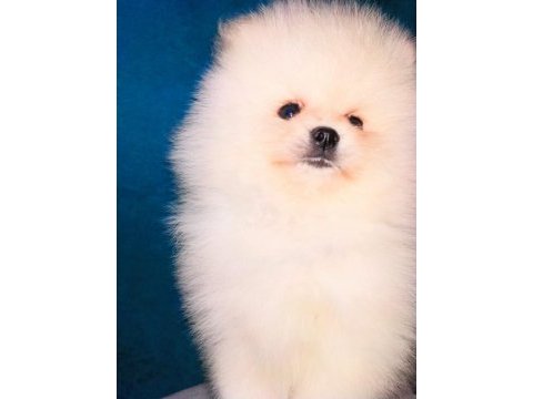 Mükemmel kalite ultra mini pomeranian boy 2kg geçmeyecek