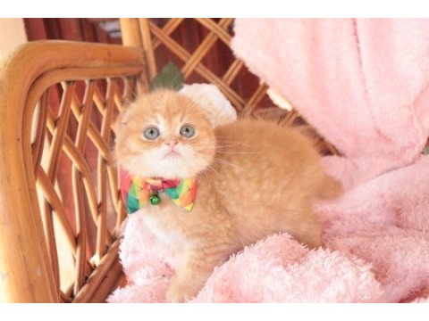 Scottish fold top kafa erkek